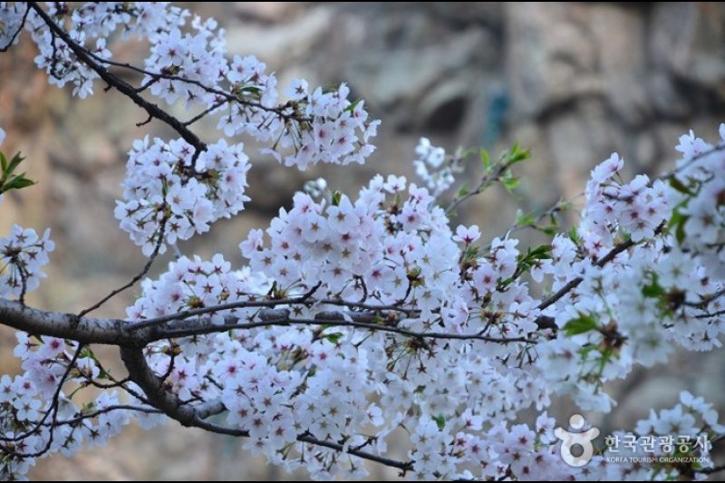 石村湖水樱花节 (3/8)