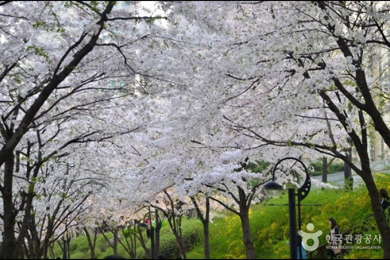 石村湖水樱花节 (4/8)