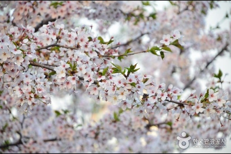 石村湖水樱花节 (5/8)