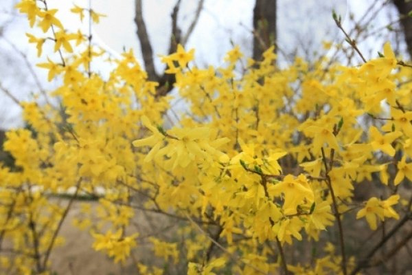 鹰峰山迎春花庆典