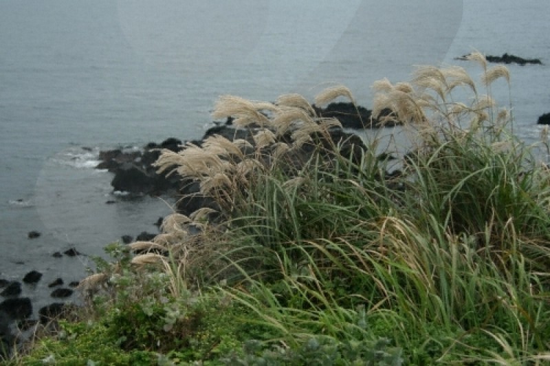 涉地可支