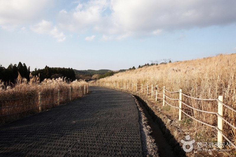 山君不离