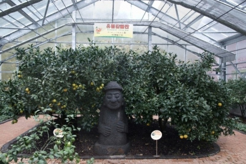橘子博物馆