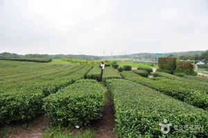 济州西广茶园