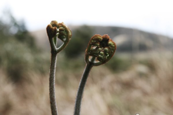 汉拏山清净蕨菜节