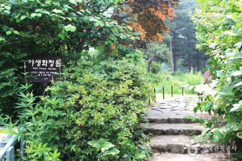 晨静树木园