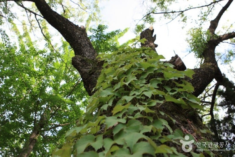 碧草池文化树木园