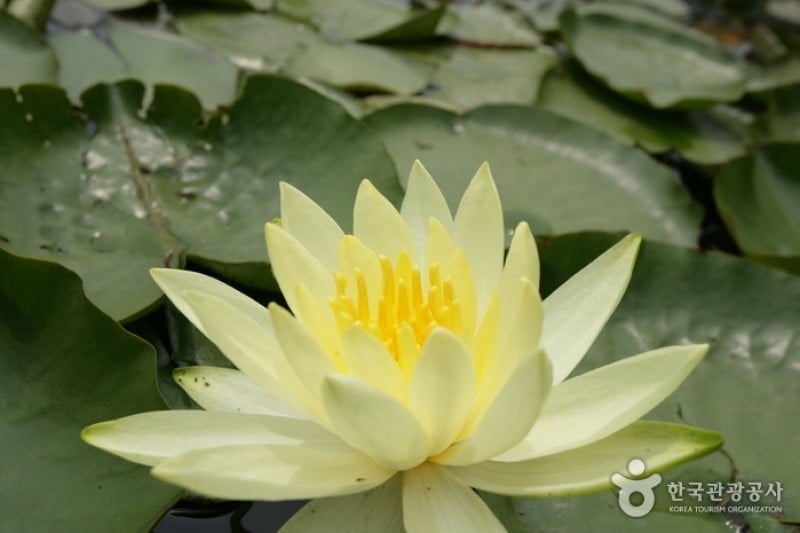 碧草池文化树木园