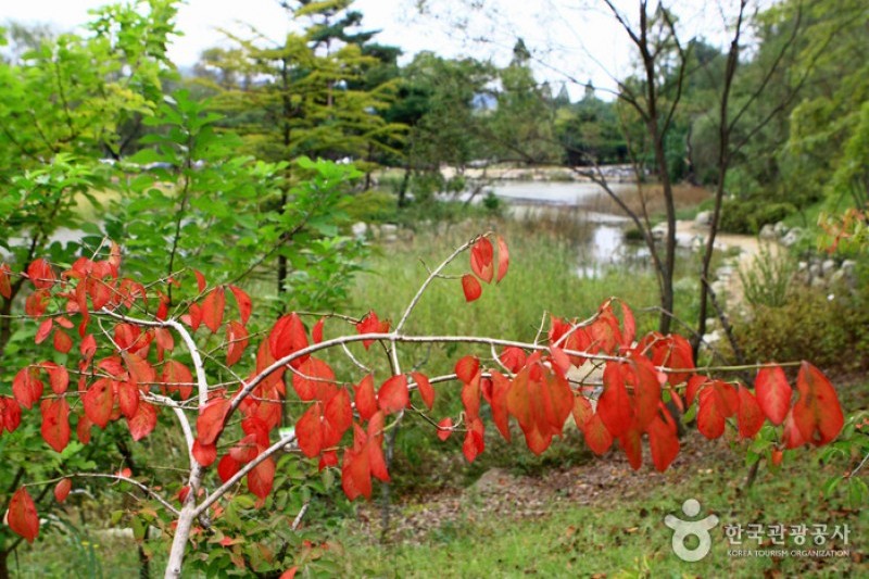 京畿道立水香树木园