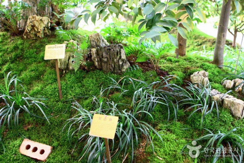 京畿道立水香树木园