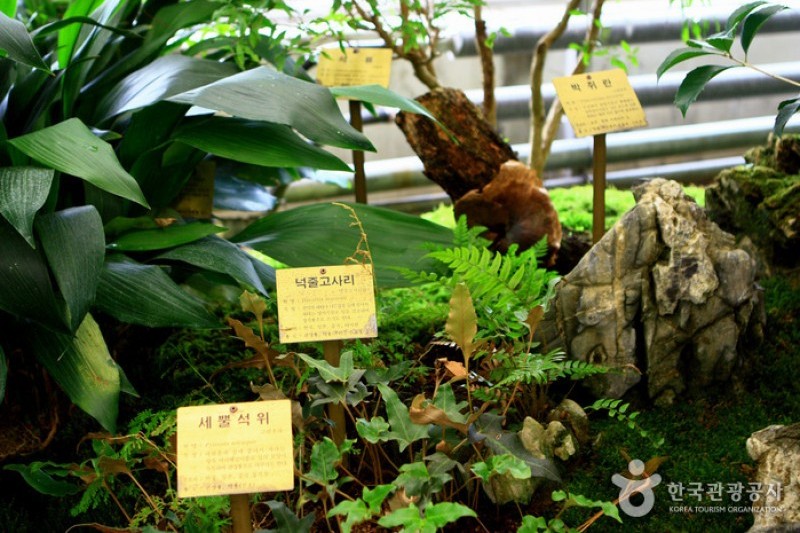 京畿道立水香树木园