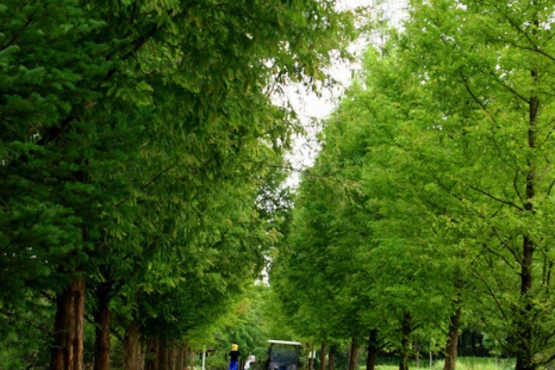 京畿道立水香树木园