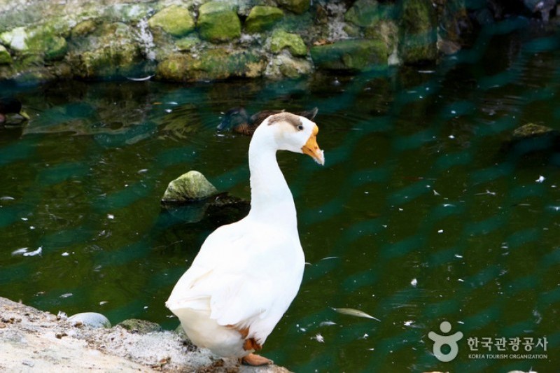 京畿道立水香树木园