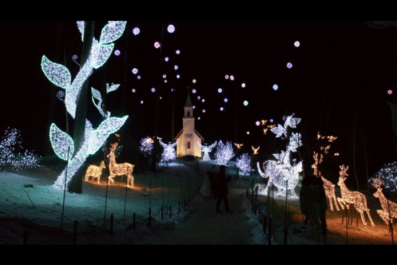 晨静树木园五色星光庭园展 (5/18)