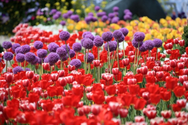 高阳国际花卉博览会