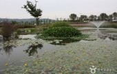 九里市民汉江公园(波斯菊公园)