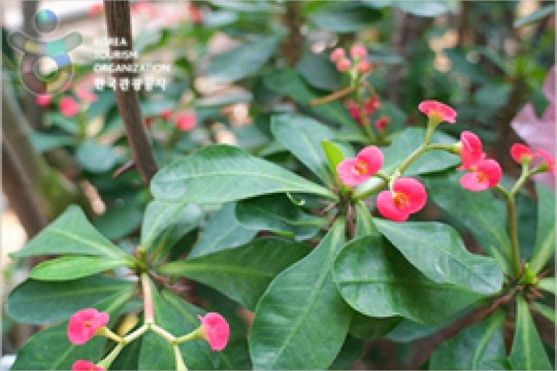 安山植物园 (11/15)