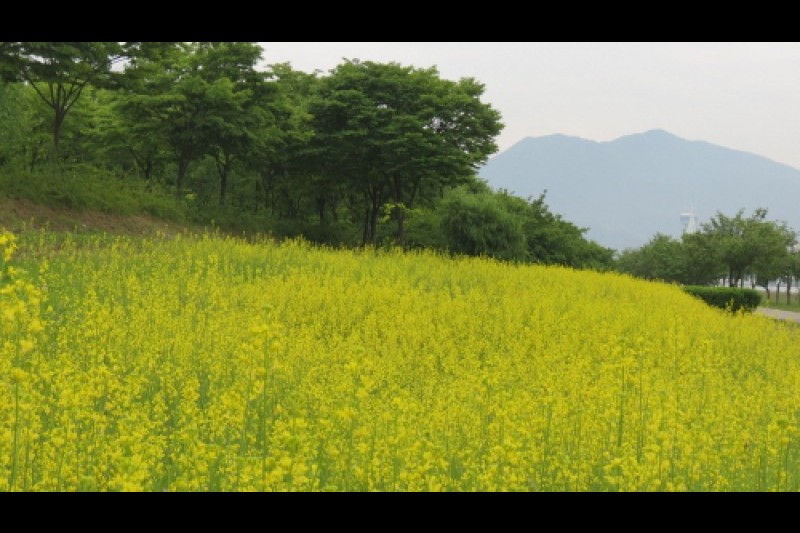 渼沙里竞艇公园미사리경정공원 (3/5)