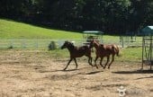 元堂种马牧场