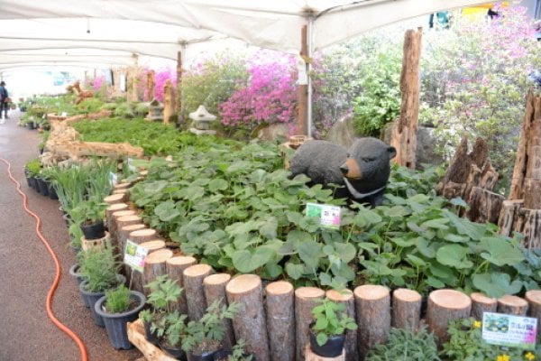 杨平龙门山山野菜庆典