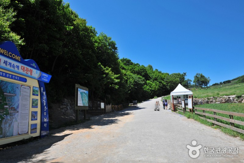 大关岭羊群牧场