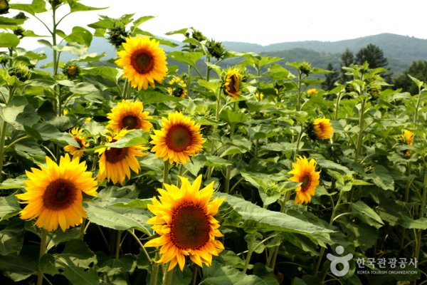 太白向日葵花节