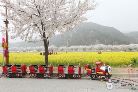 三陟孟芳油菜花节삼척 맹방유채꽃축제
