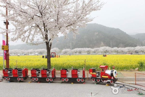 三陟孟芳油菜花节삼척 맹방유채꽃축제