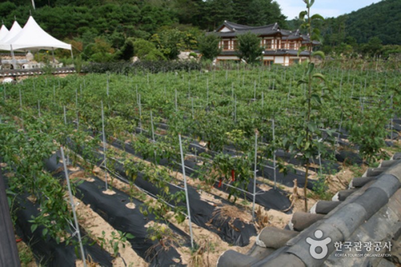 韩国传统饮食文化体验馆