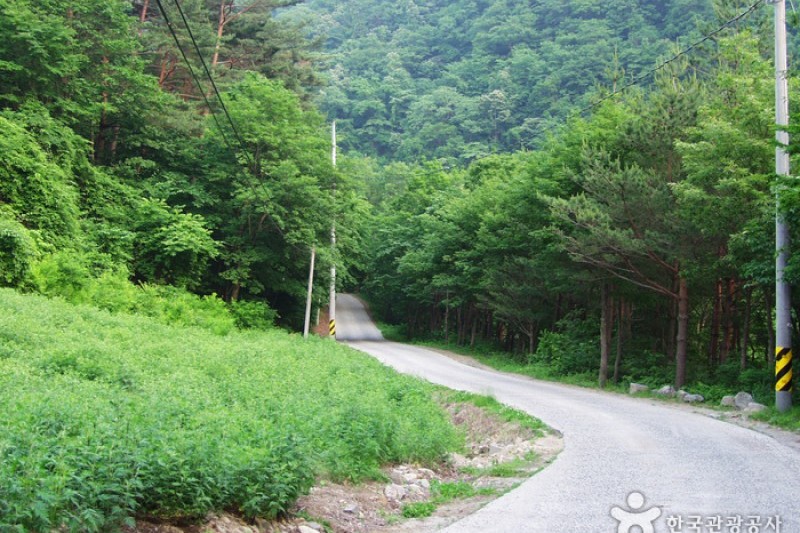 米川谷自然休养林
