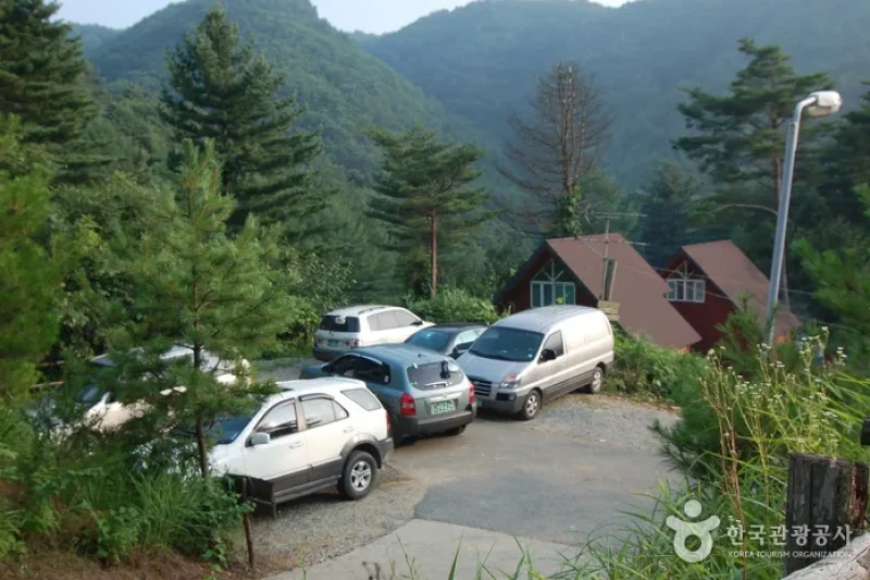 酒泉江江边自然休养林