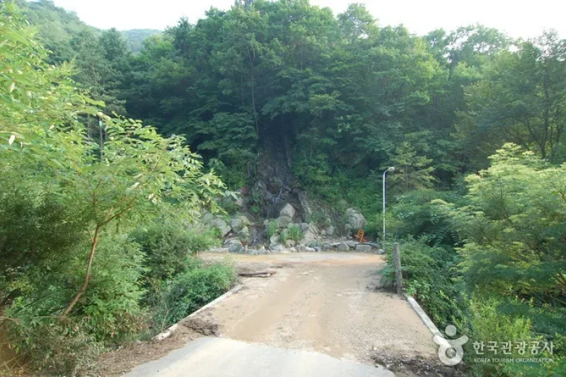 酒泉江江边自然休养林