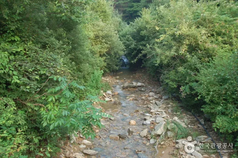 酒泉江江边自然休养林