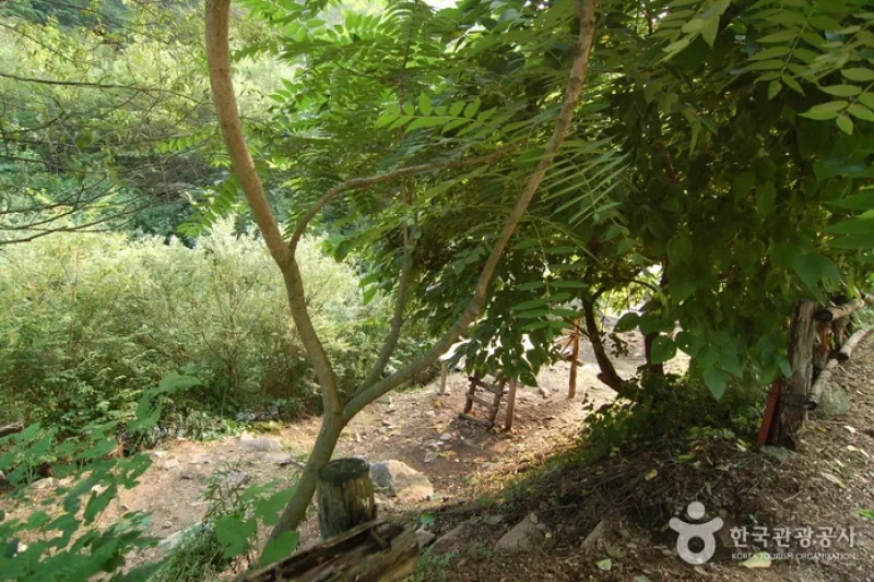 酒泉江江边自然休养林