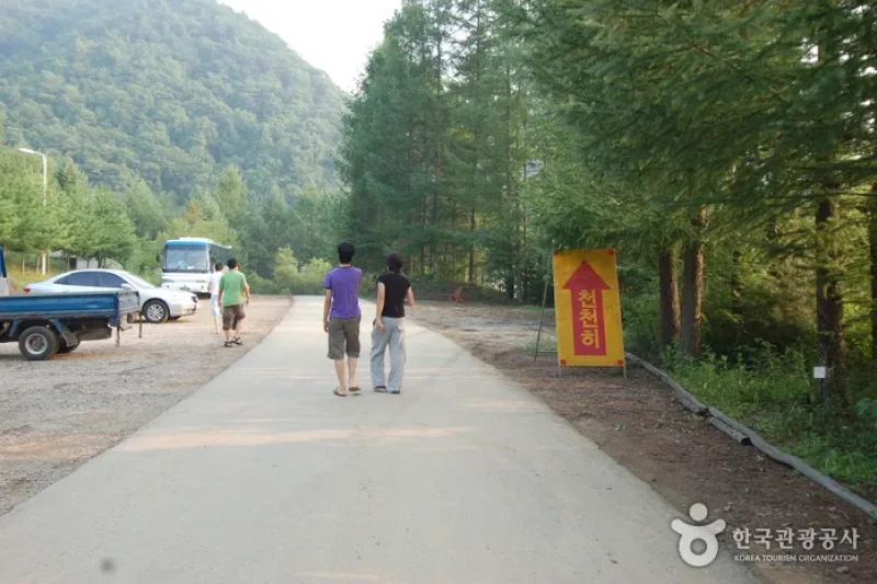 酒泉江江边自然休养林