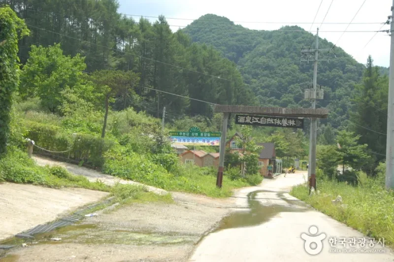 酒泉江江边自然休养林