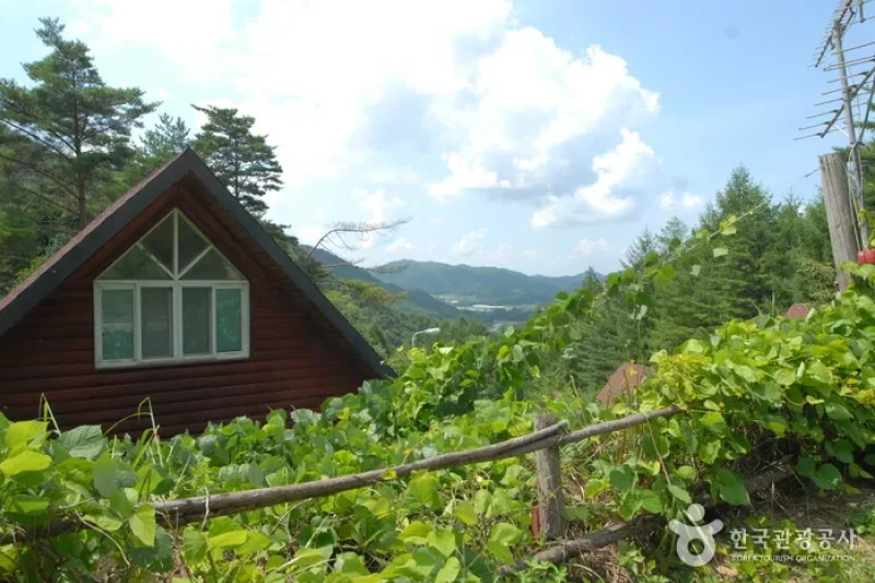 酒泉江江边自然休养林