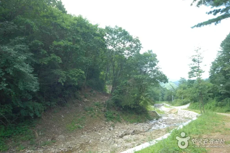 酒泉江江边自然休养林