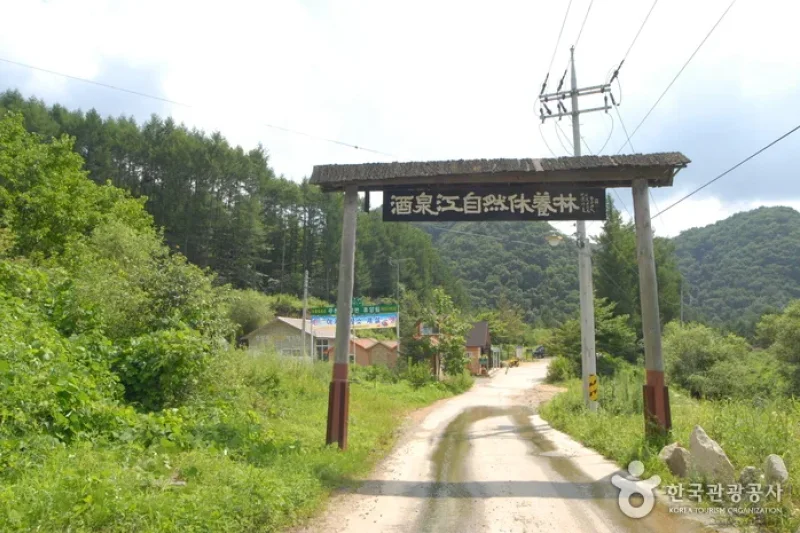 酒泉江江边自然休养林