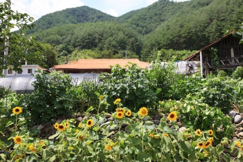 三陟德丰溪谷村삼척 덕풍계곡마을