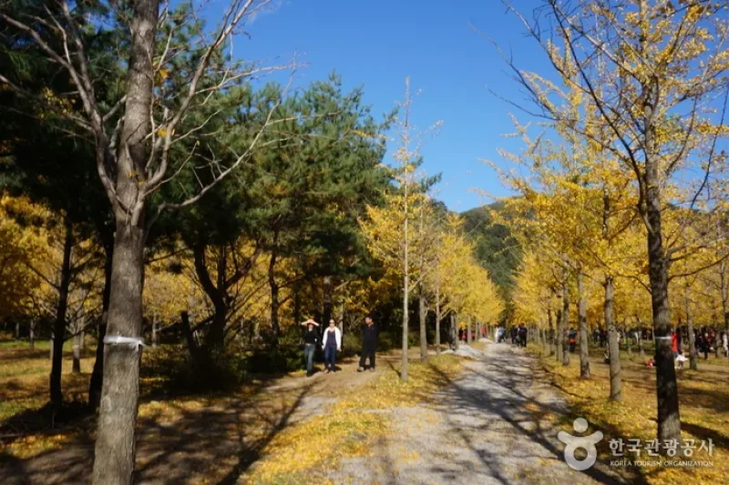 洪川银杏林