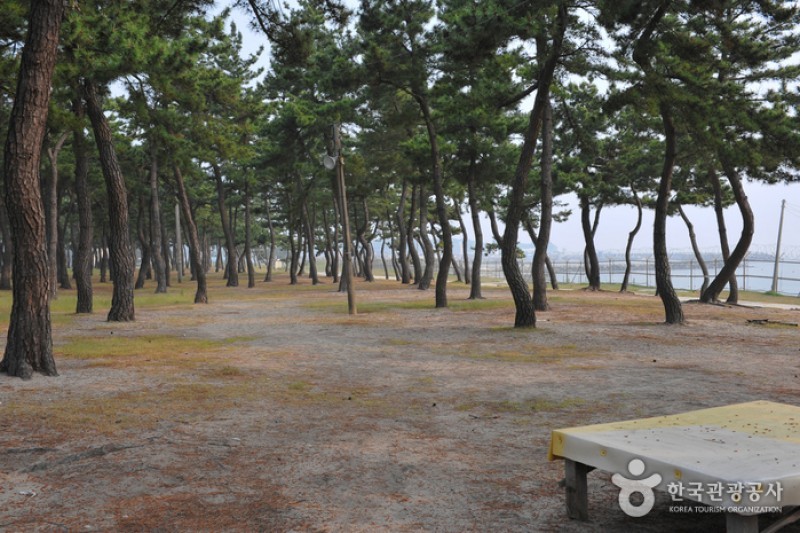 沙川海边