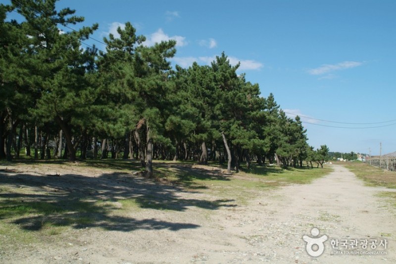 沙川海边