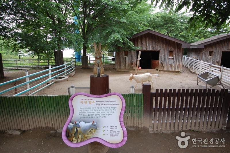 首尔大公园儿童动物园 (4/6)