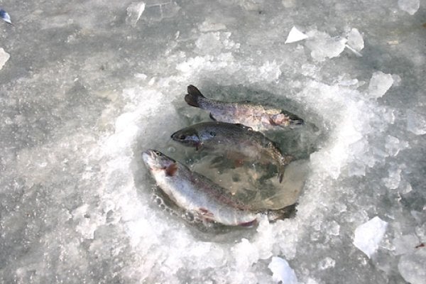 北汉江大成里松鱼庆典