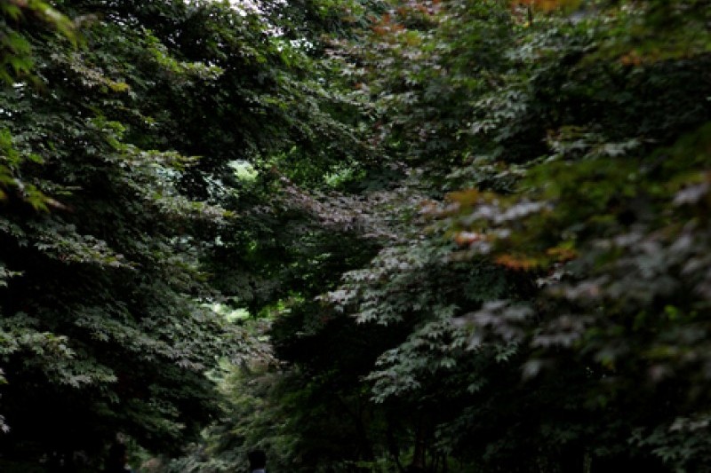 马耳山道立公园 (11/22)
