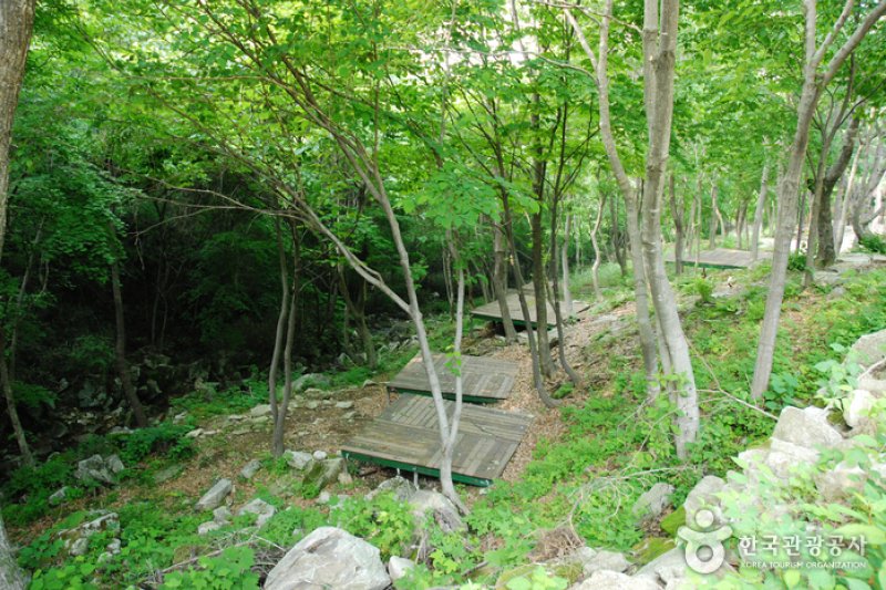 卧龙自然休养林(와룡자연휴양림) (5/23)