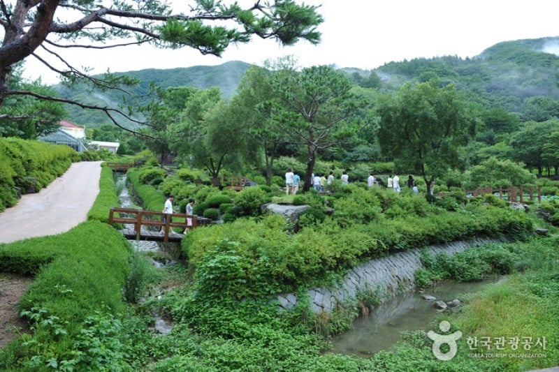 大雅树木园