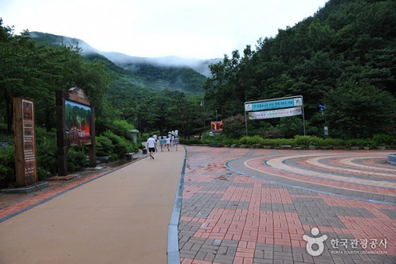 大雅树木园
