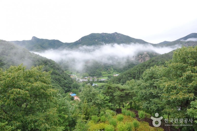 大雅树木园